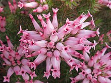 Erica ventricosa 1.jpg