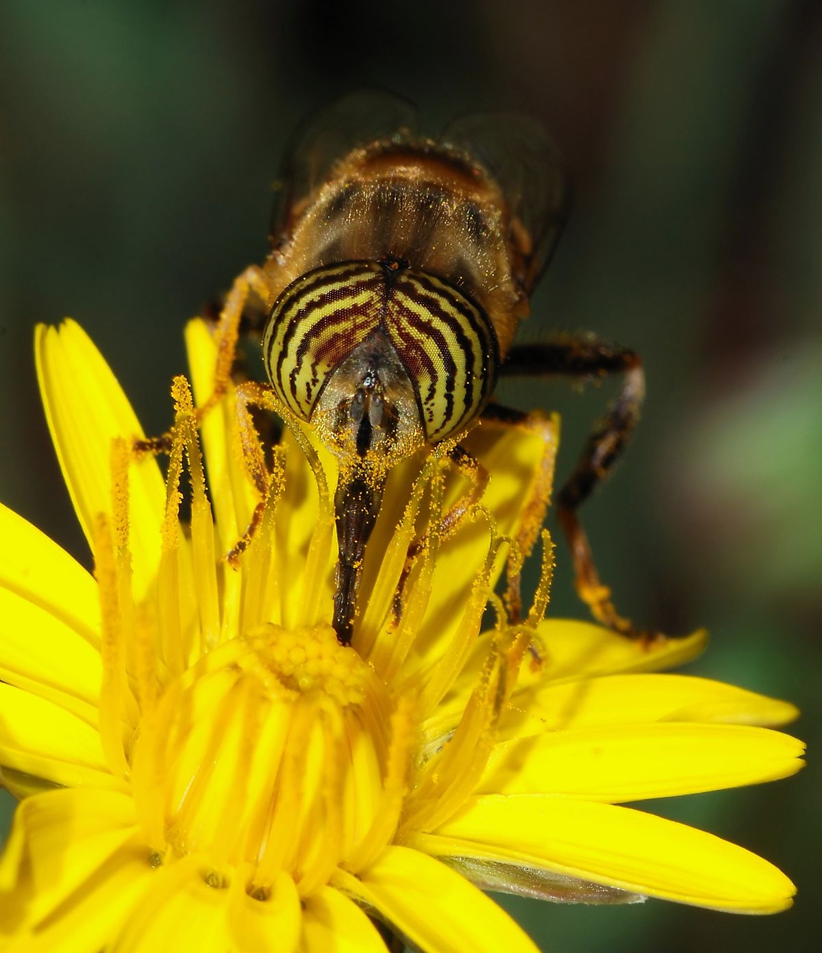 How Do Bees Mate? A Dangerous Dance - Revive A Bee