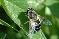 female Eristalis lineata