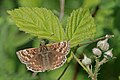 * Nomination Dingy skipper (Erynnis tages) male, Wiltshire --Charlesjsharp 21:01, 27 May 2018 (UTC) * Promotion  Support Good quality. --XRay 10:45, 28 May 2018 (UTC)