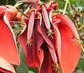 Erythrina crista-galli