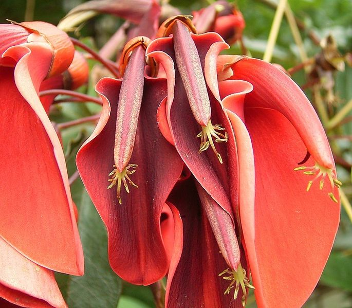 File:Erythrina crista-galli 08 ies.jpg