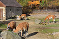 Čeština: Výběh lam v expozici Escondido v jihlavské zoo English: Llamas enclosure in Escondido exposition, Zoo Jihlava, Czech Republic