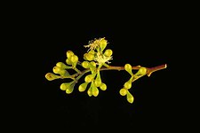 flower buds Eucalyptus cambageana buds.jpg