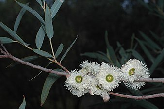 flowers Eucalyptus deuaensis flowers.jpg