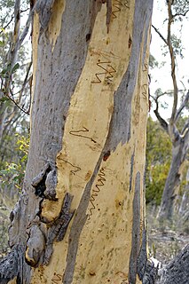 <i>Eucalyptus haemastoma</i> species of plant