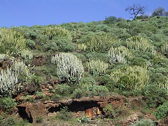 Kanaren-Wolfsmilch in Puntagorda