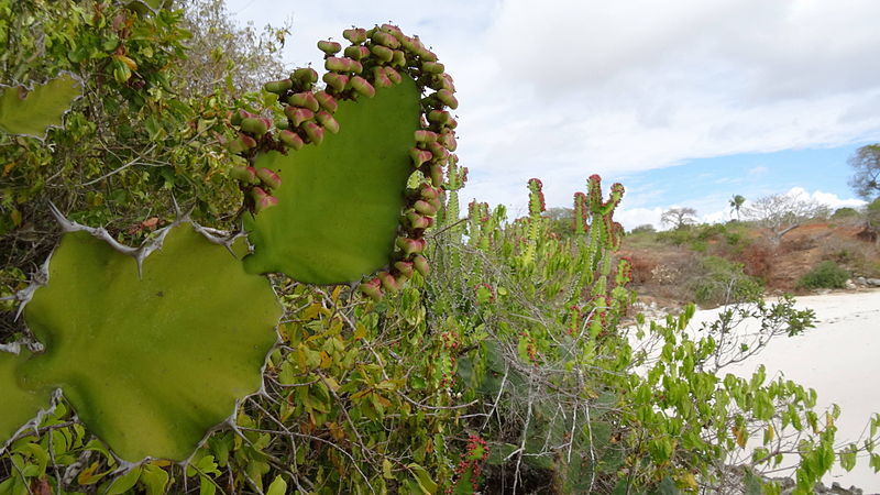 File:Euphorbia halipedicola on the coast (9504330764).jpg