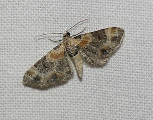 Eupithecia linariata01.jpg