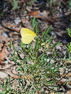 Eurema smilax (summer form) laying eggs on Senna artemisioides ssp. coriacea Eurema smilax laying eggs on Senna artemisioides ssp. coriacea.jpg