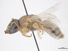 Euryglossa limata