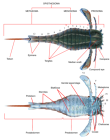 Restoration of Eurypterus with the general body parts of a eurypterid labelled. The metastoma can be seen between the pair of swimming paddles in the ventral view. Eurypterus anatomy.png