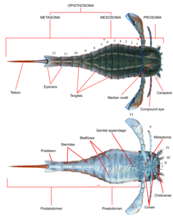 Merostomados: Características, Taxonomía, Notas