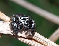 Salticidae