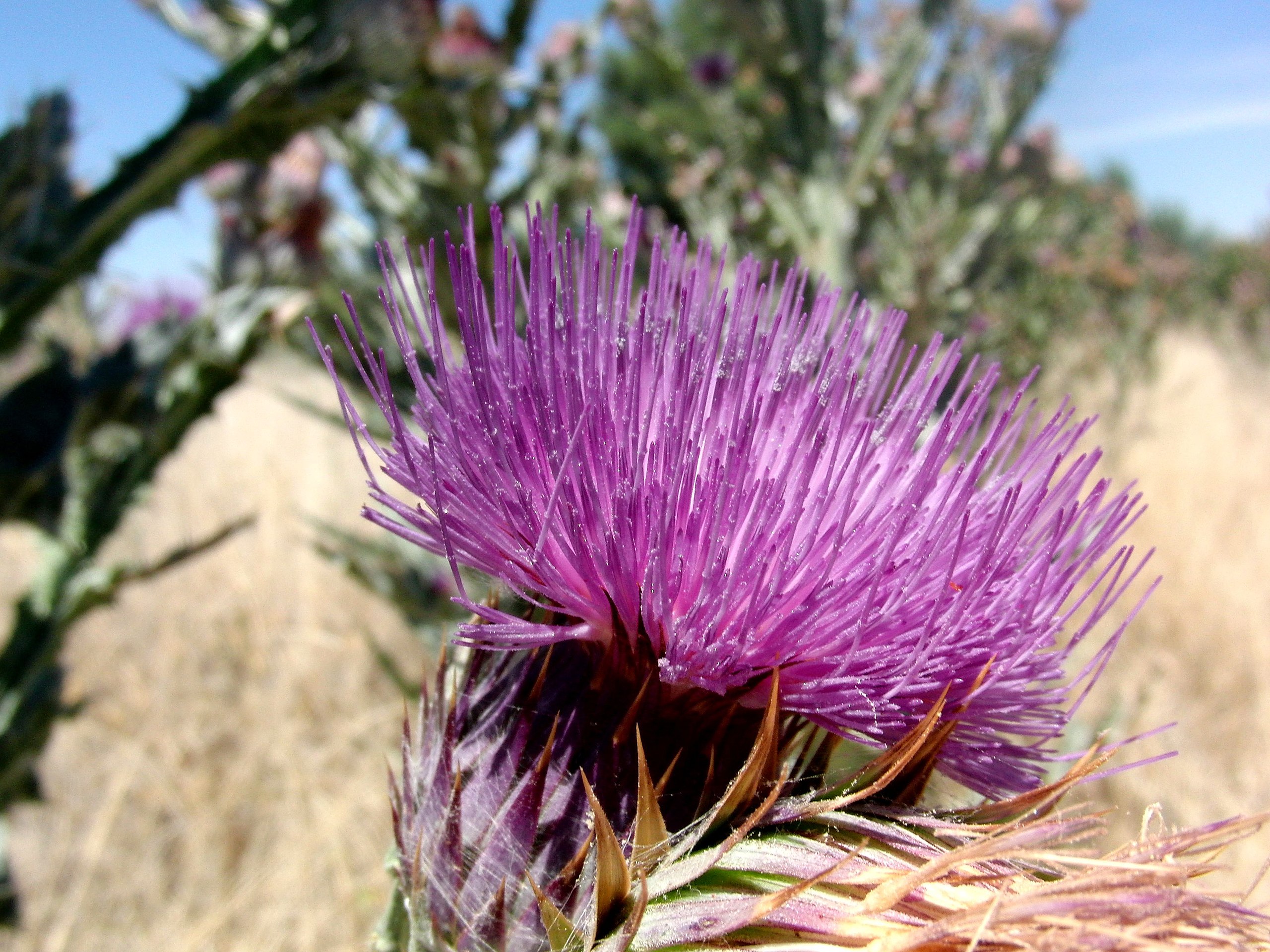 File:FLOR DE CARDO  - Wikimedia Commons