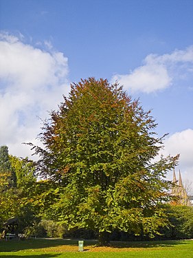 Fagus sylvatica