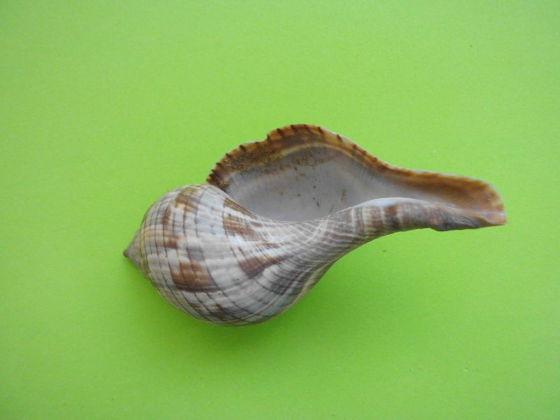 File:Fasciolaria tulipa (Linnaeus, 1758) 2013 001.JPG