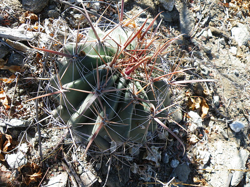 File:Ferocactus peninsulae ssp. townsendianus (5762282326).jpg