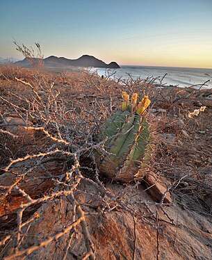 Plant growing near La Paz, Baja California Sur