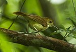 Ferruginous Babbler - Tailand S4E1809 (19301827778) .jpg