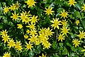 * Nomination Lesser Celandine (Ficaria verna) --Uoaei1 04:33, 9 July 2021 (UTC) * Promotion  Support Good quality -- Johann Jaritz 04:38, 9 July 2021 (UTC)  Question These flowers aren't that sharp, but how big are they? -- Ikan Kekek 07:31, 9 July 2021 (UTC)  Info The flower diameter is usually ca. 2 to 3 cm. --Robert Flogaus-Faust 15:43, 9 July 2021 (UTC) Thanks. In that case, I think it's sharp enough. -- Ikan Kekek 20:28, 9 July 2021 (UTC)