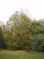 Field maple in autumn, France