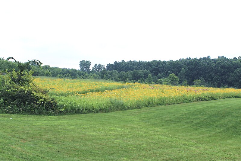 File:Field of Blackeyed Susans, Sandra Richardson Park, York Township, Michigan.JPG