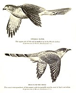 Bates mimikry hos fåglar: Indisk hökgök och rovfågeln shikra som är dess modellart.