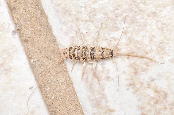 Firebrat (Thermobia domestica)