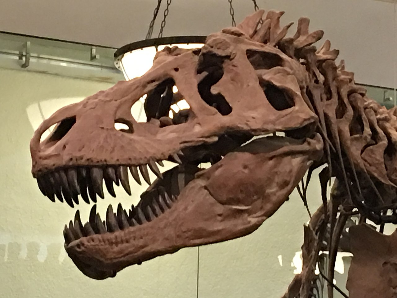 Tyrannosaurus rex Fossil  American Museum of Natural History