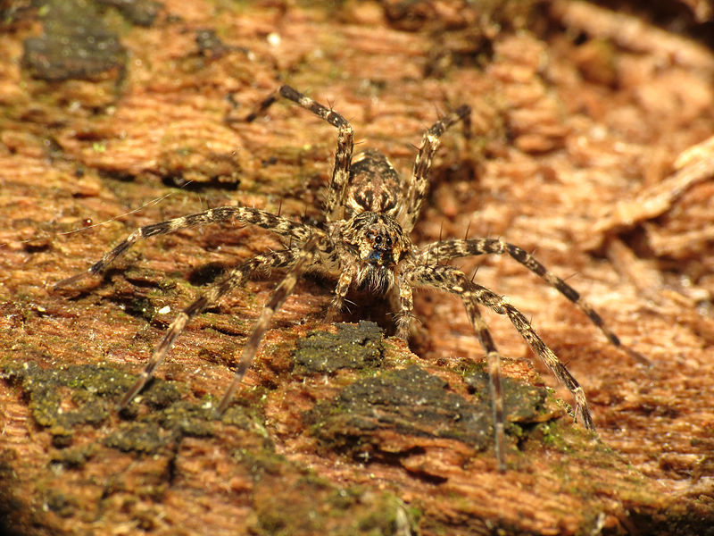 File:Fishing Spider (14399611701).jpg