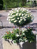 Miniatura para Argyranthemum frutescens