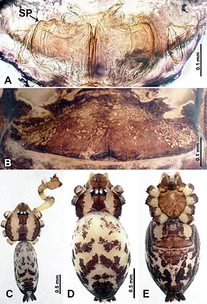 Bildebeskrivelse Flexicrurum wuzhishanense (10.3897-zookeys.855.34383) Figur 1.jpg.