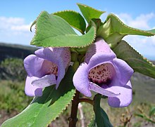 Flickr - Joao de Deus Medeiros - Paliavana tenuiflora.jpg