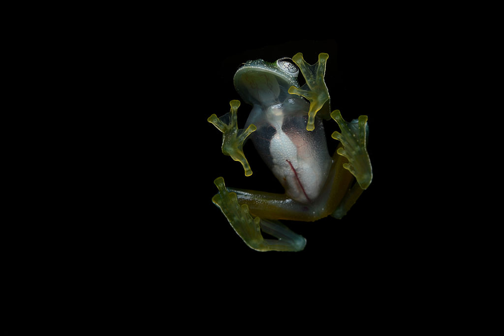 Flickr - ggallice - Glass frog (3)