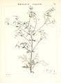 Flora Atlantica, sive, Historia plantarum quae in Atlante, agro Tunetano et Algeriensi crescunt (Plate 54) (7455970770).jpg
