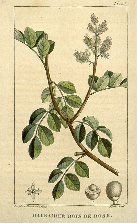 Flore médicale des Antilles, ou, Traité des plantes usuelles (Pl. 211) (8182112730).jpg