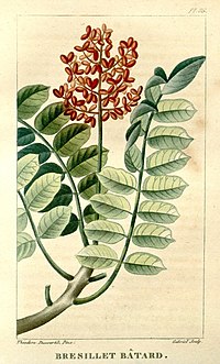 Picramnia guianensis