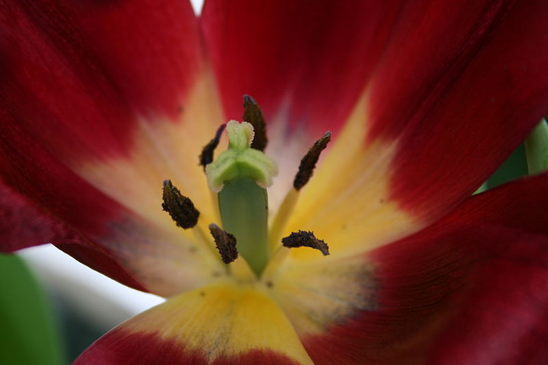 File:Flowerbud1web - West Virginia - ForestWander.jpg