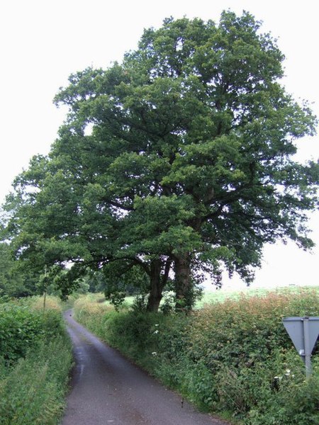 File:Forest Mill Lane - geograph.org.uk - 474219.jpg