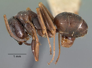 <i>Formica subaenescens</i> Species of ant