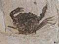 Crab Portofuria enigmatica,Stolleklint Clay