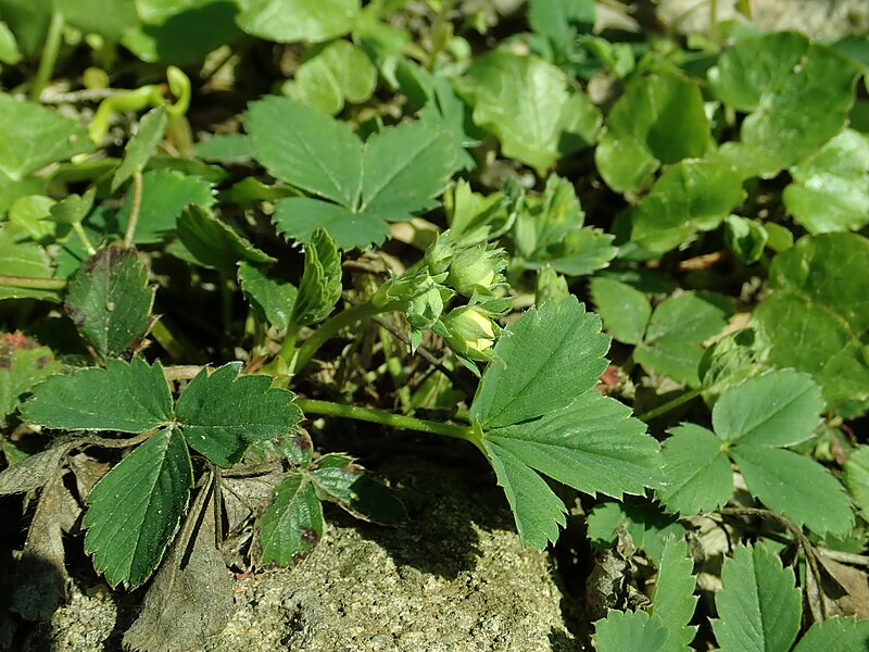 File:Fragaria virginiana 2019-04-16 0290.jpg