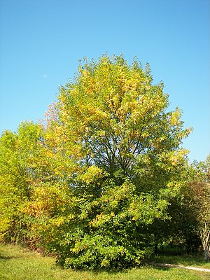 Fraxinus ornus 003.jpg