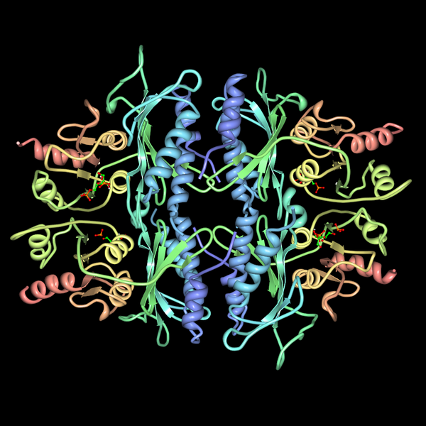 File:Fructose-1.6-bisphosphatase-pdb-3FBP.png