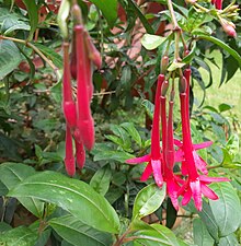 Fuchsia simplicicaulis foto.jpg