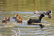 English: Family of eurasian coots (fulica atra) with juvenile birds. Minsk, Belarus Беларуская: Сям'я лысух. Мінск, Беларусь Русский: Семья лысух. Минск, Беларусь