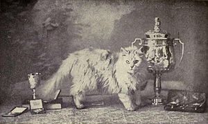 Persian Cat