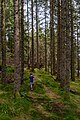 Image 961Gabriel exploring forest paths, Fløyen, Bergen, Norway