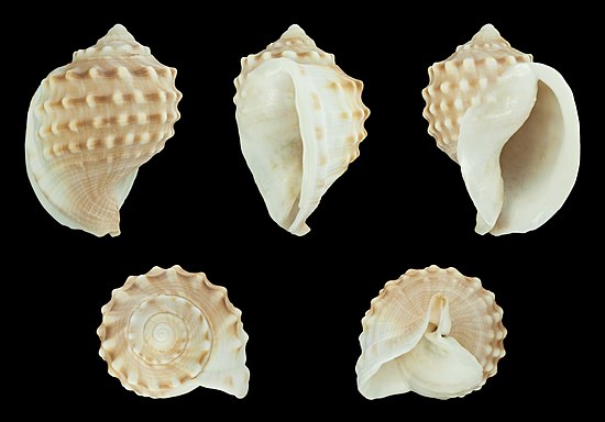Форма половых губ ракушка фото. Ракушки Средиземного моря. Моллюски Средиземного моря. Названия ракушек. Раковины Средиземного моря.